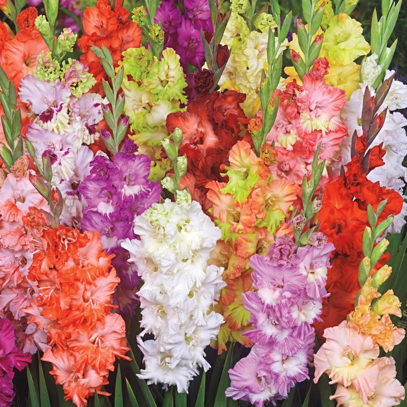 Glamini Dwarf Gladiolus Mix