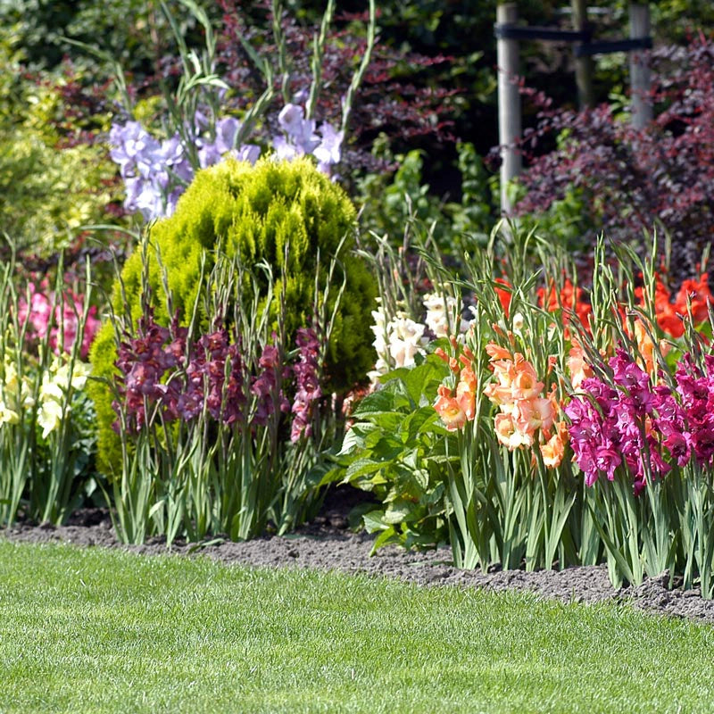 Glamini Dwarf Gladiolus Mix Spring Hill Nurseries Spring Hill Nursery
