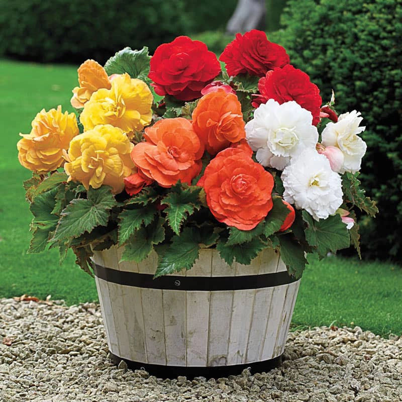 Giant Camellia Begonia Mix