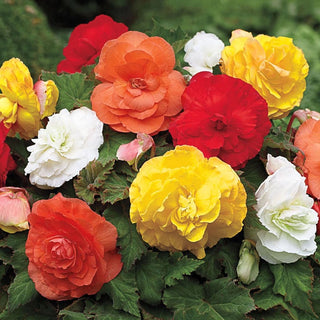 Giant Camellia Begonia Mix