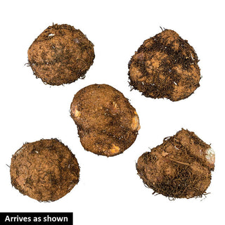 Giant Camellia Begonia Mix