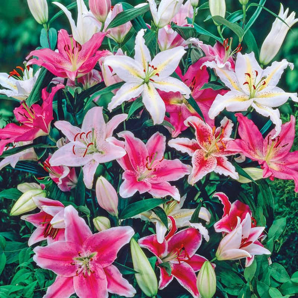 white carpet border lily Oriental Border Lilies Mix