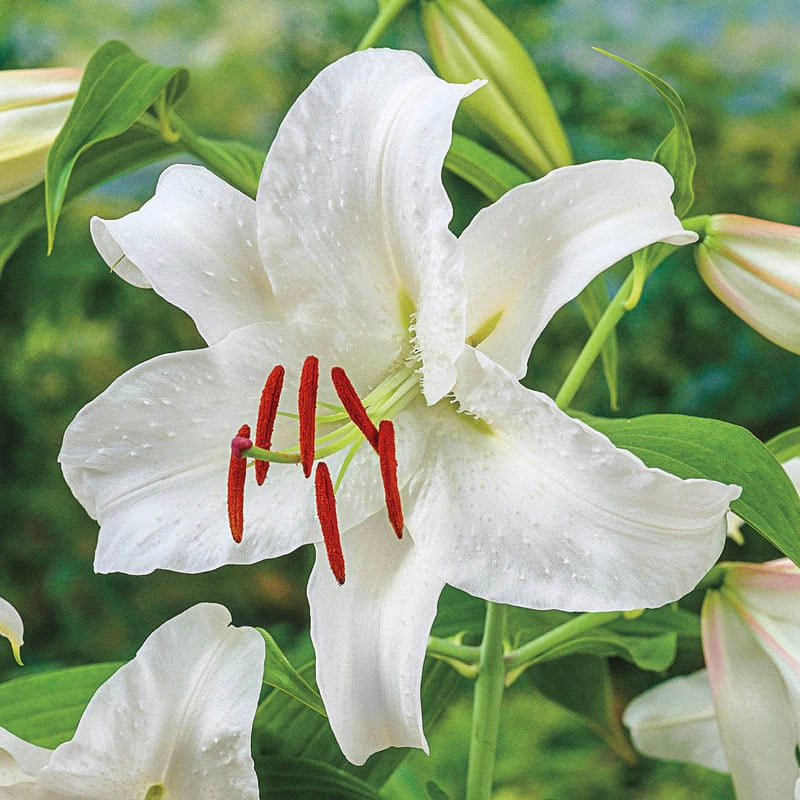 white lily season Casa Blanca Oriental Lily