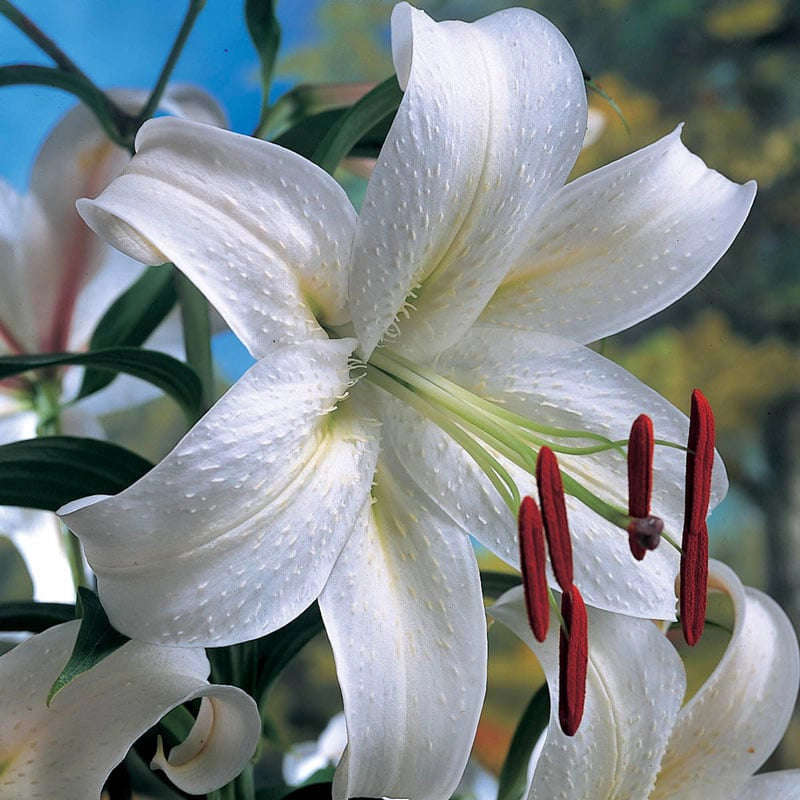 blanca lily flower Casa Blanca Lily