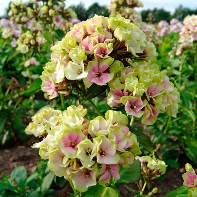 Crème de la Crème Phlox