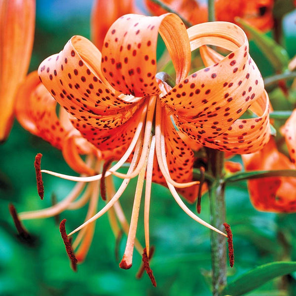 tiger lily orange Orange Tiger Lily