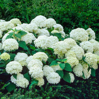 Annabelle Hydrangea Shrub
