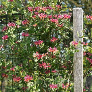 Goldflame Honeysuckle