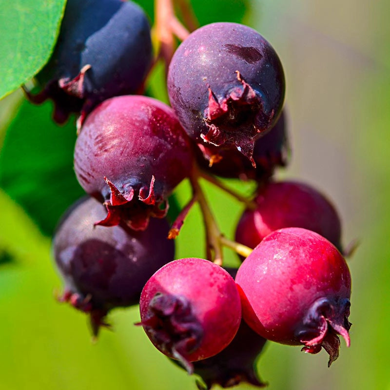 Saskatoon Blueberry