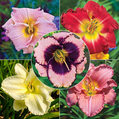 Reblooming Daylily Classic Collection