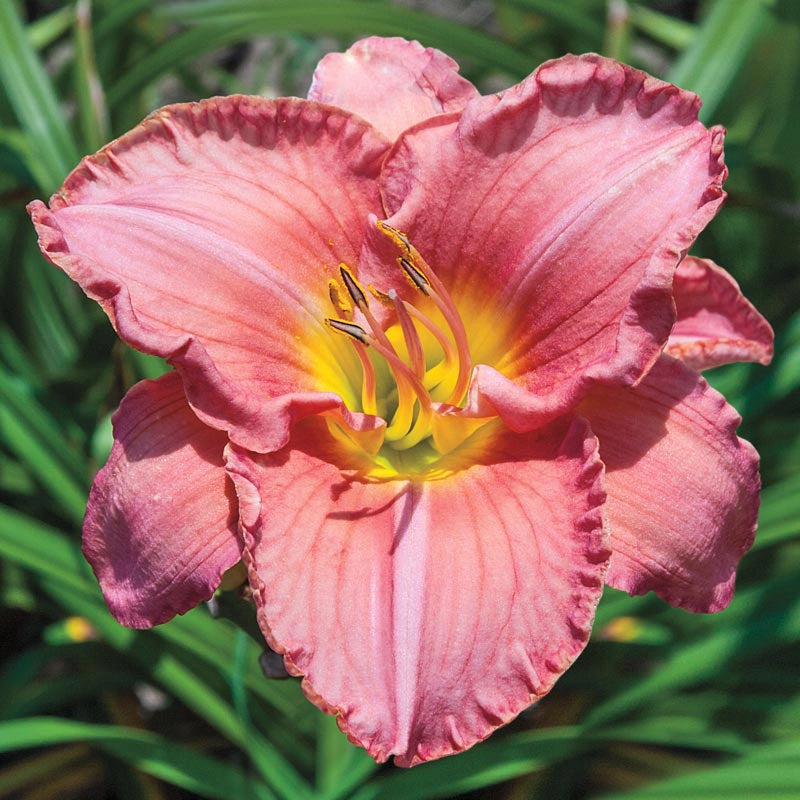 Reblooming Daylily Classic Collection