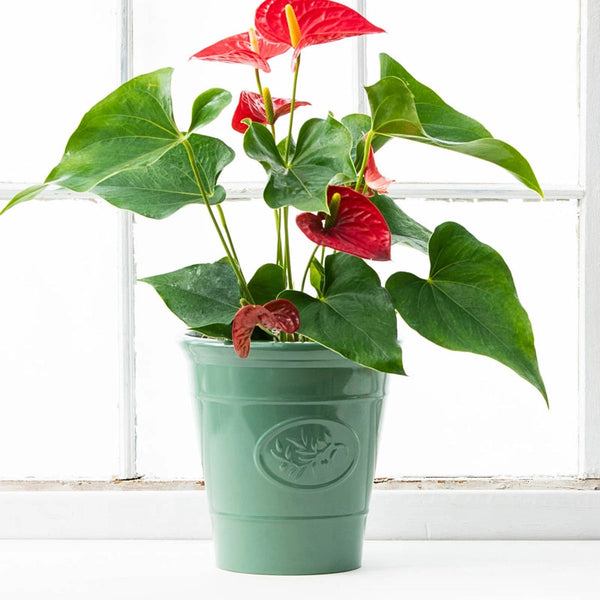 Dutch Red Anthurium | Shop Houseplants