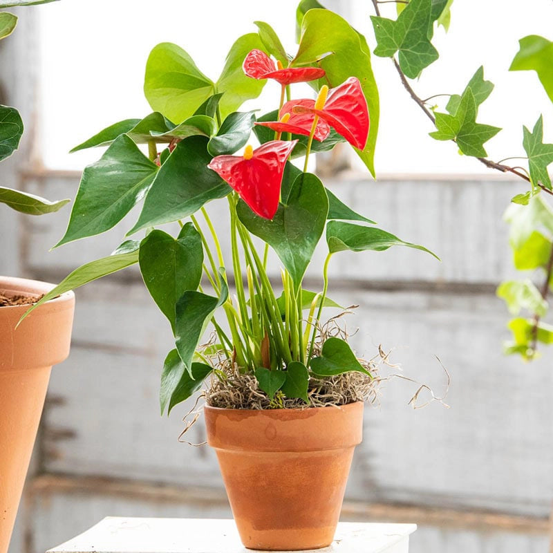 anthurium pulverulentum Dutch Red Anthurium | Shop Houseplants