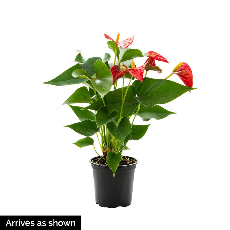 anthurium san antonio Dutch Red Anthurium | Shop Houseplants