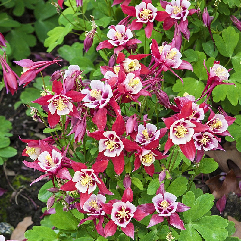 Origami Red and White Columbine