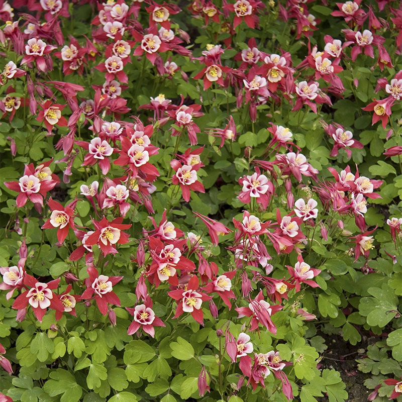 Origami Red and White Columbine