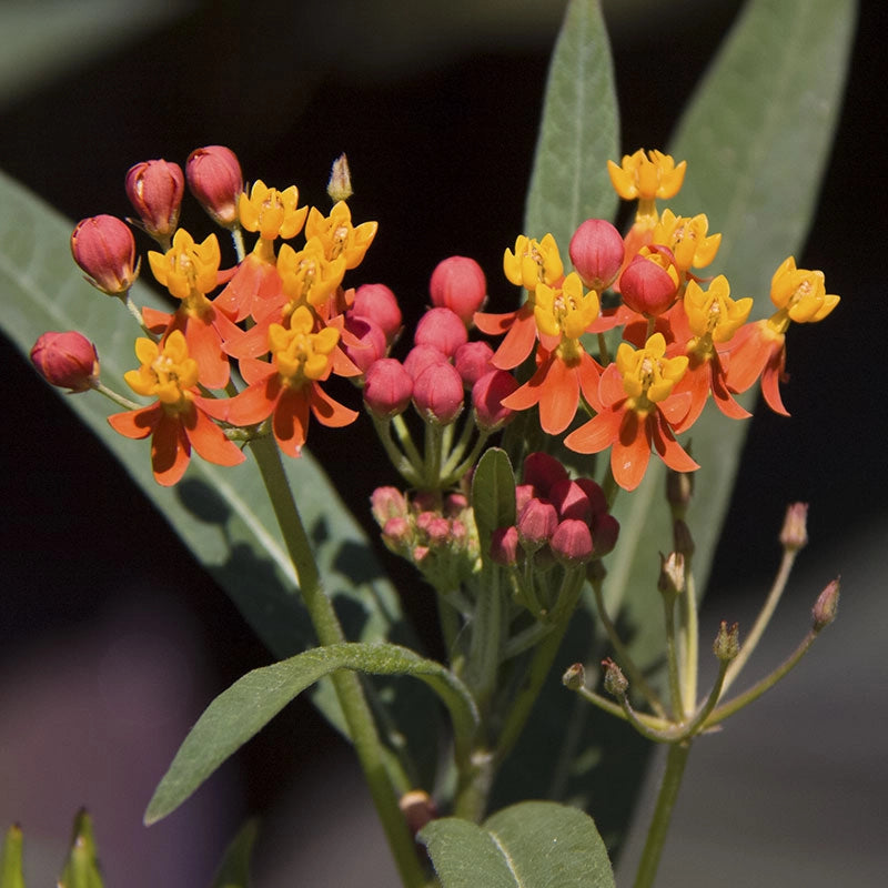 Gay Butterflies Mix Butterfly Weed
