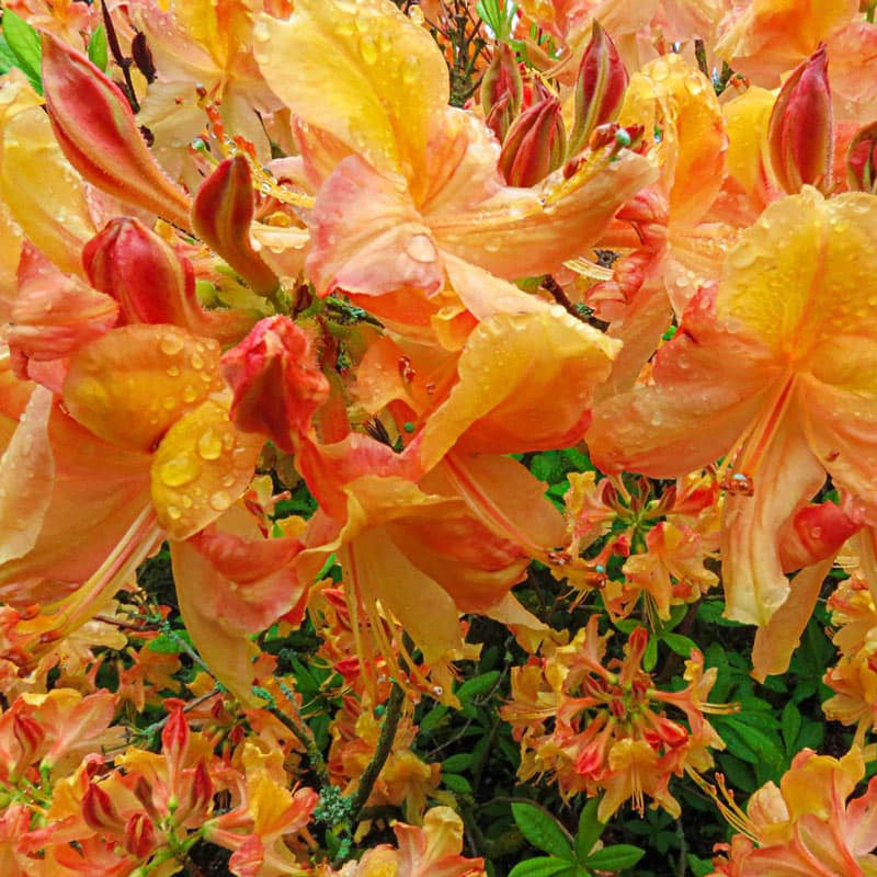 Klondyke Azalea