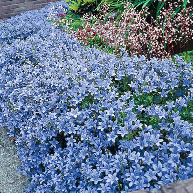 Dalmatian Bellflower