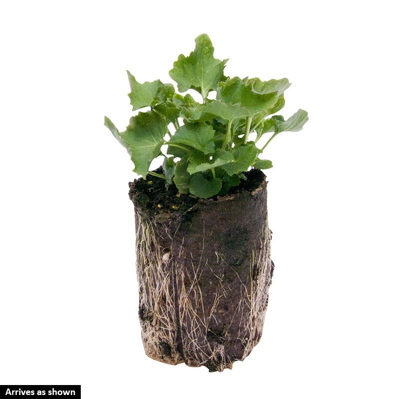 Dalmation Bellflower Spring Hill Nurseries Spring Hill Nursery