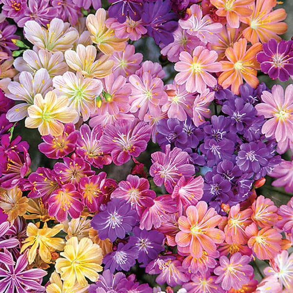Elise Lewisia | Spring Hill Nurseries