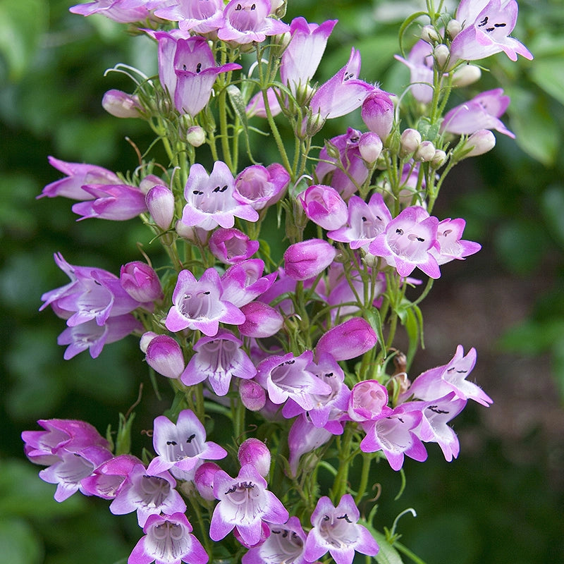 Sunburst Ruby Penstemon