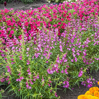 Sunburst Ruby Penstemon