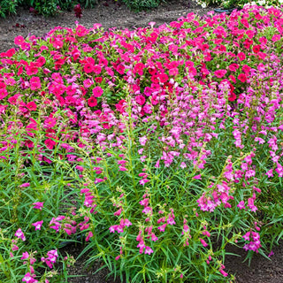 Sunburst Ruby Penstemon