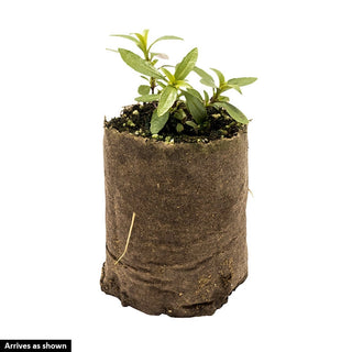 Sunburst Ruby Penstemon