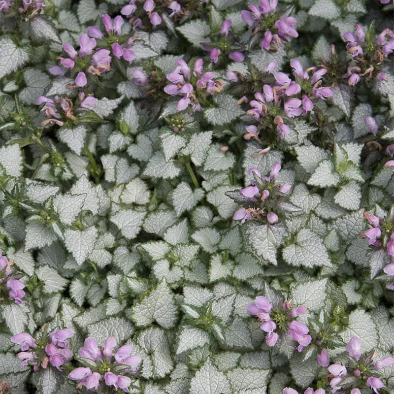 Orchid Frost Lamium