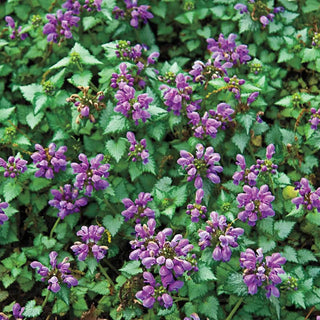 Orchid Frost Lamium