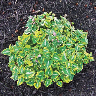 Anne Greenaway Lamium