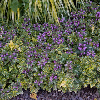 Anne Greenaway Lamium