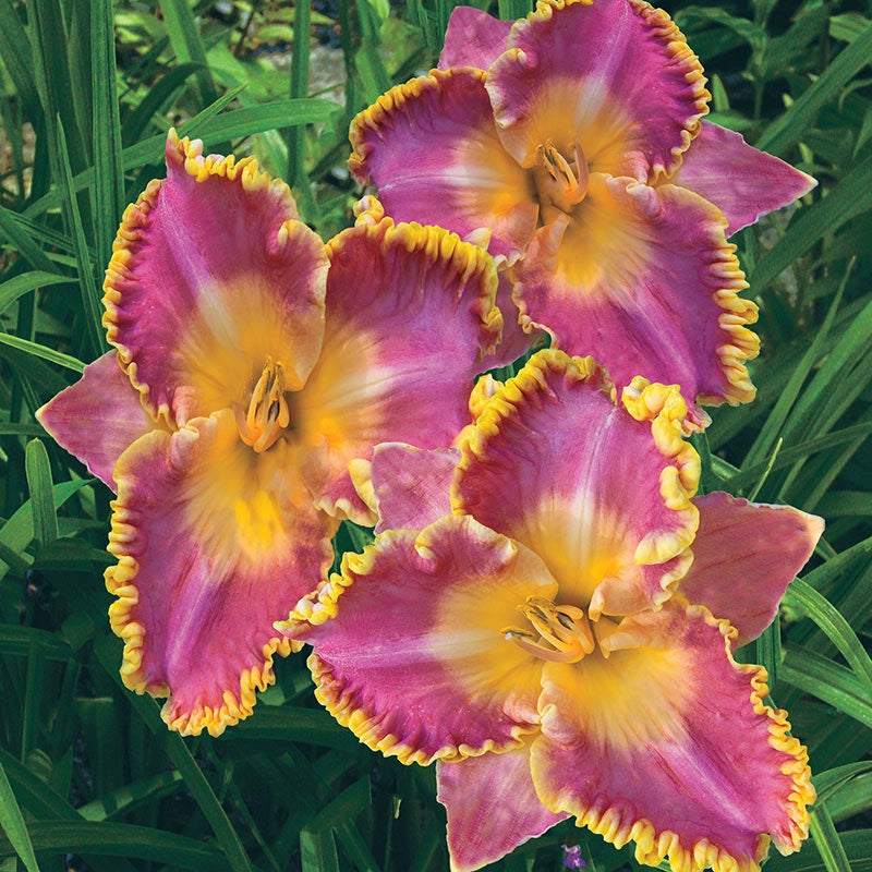 French Lingerie Daylily Spring Hill Nurseries Spring Hill Nursery