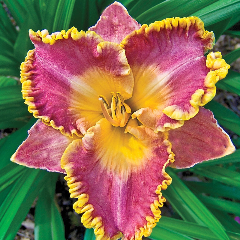 French Lingerie Daylily Spring Hill Nurseries Spring Hill Nursery