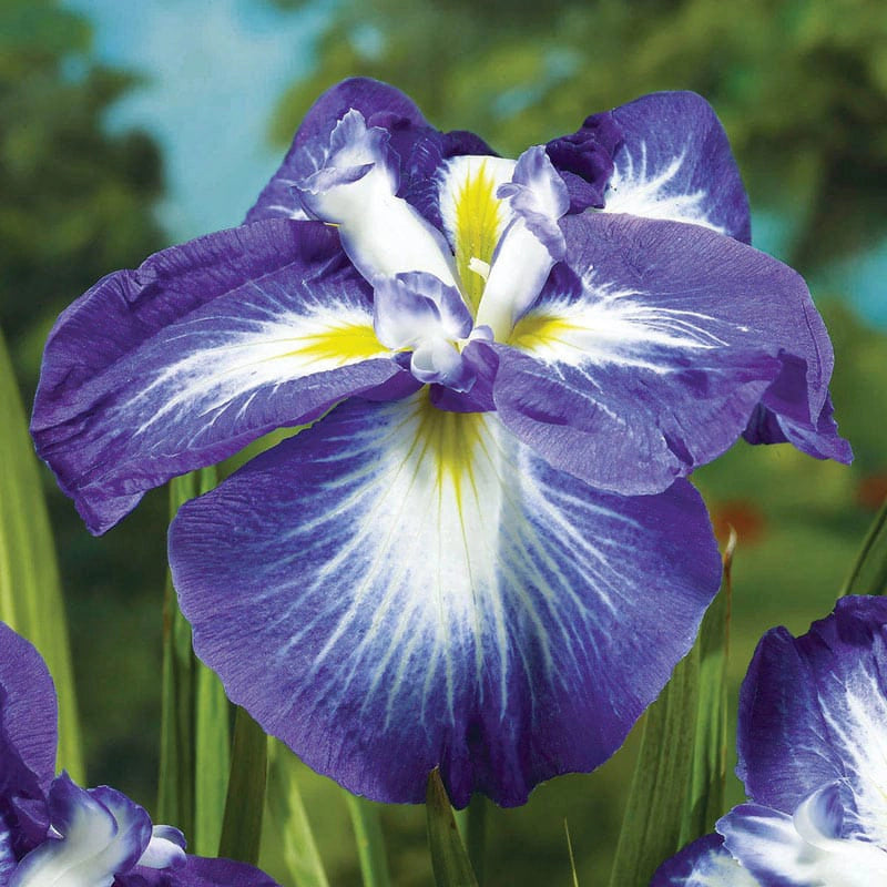 Gusto Japanese Iris