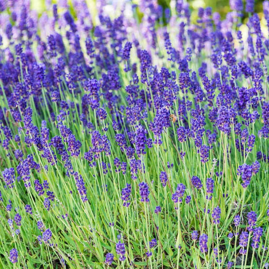 lavender plants in spring Phenomenal Lavender - Phenomenal Lavender Plants