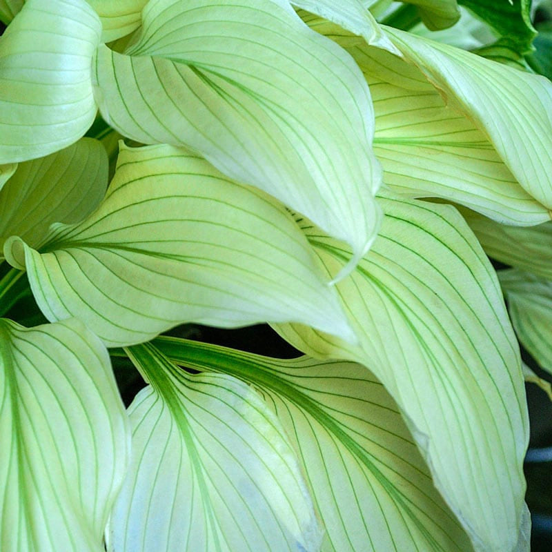 White Feather Hosta