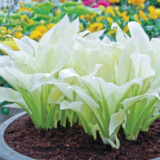 White Feather Hosta