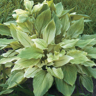 White Feather Hosta