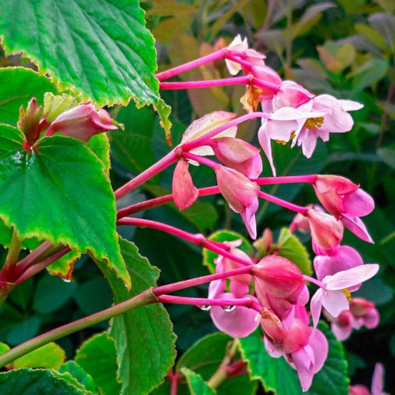 Hardy Begonia