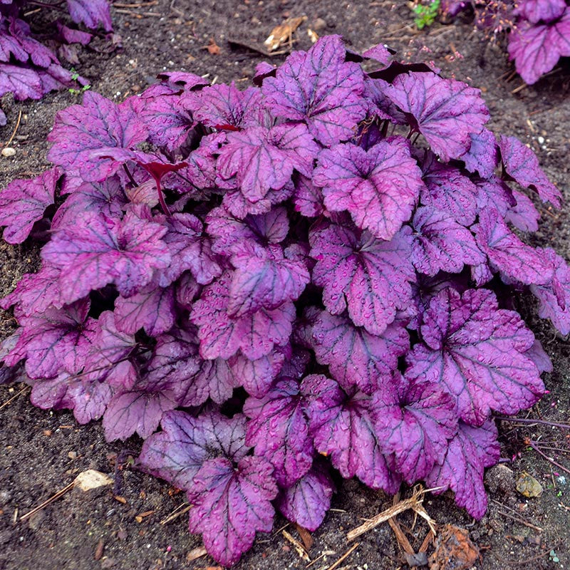 Electric Plum Heuchera