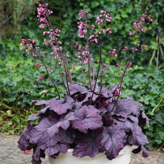 Electric Plum Heuchera