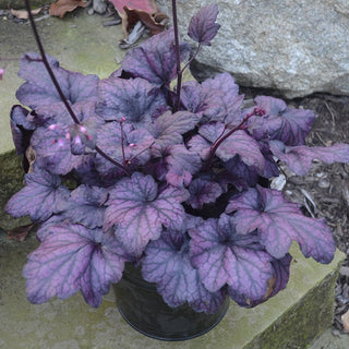 Electric Plum Heuchera