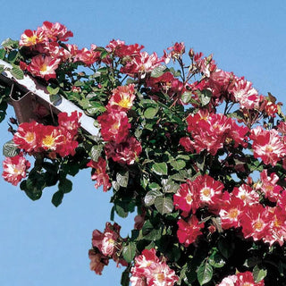 Fourth of July® Climbing Rose