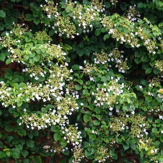 Climbing Hydrangea