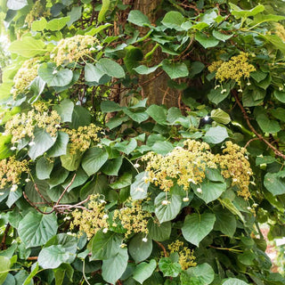 Climbing Hydrangea