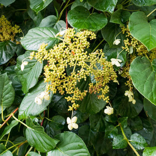 Climbing Hydrangea