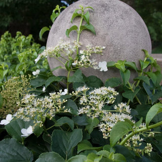 Climbing Hydrangea