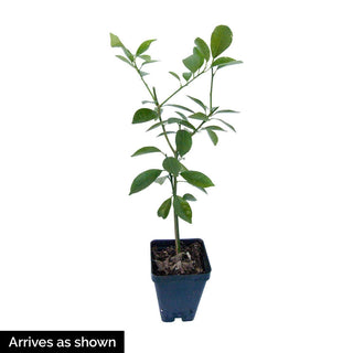 Meyer Lemon Tree Plant
